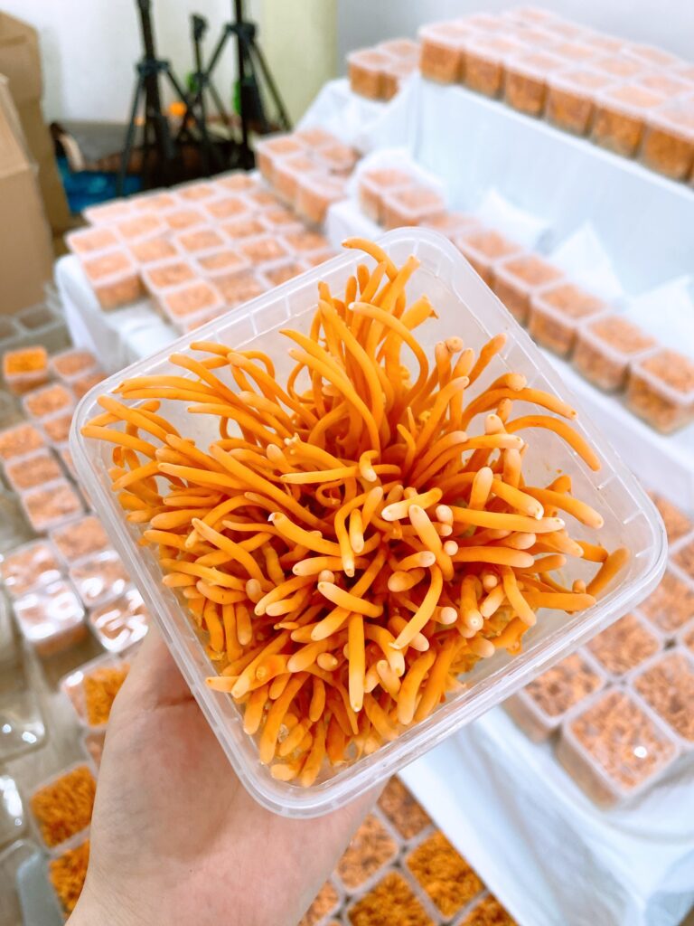 Đông Trùng Hạ Thảo sinh khối tươi